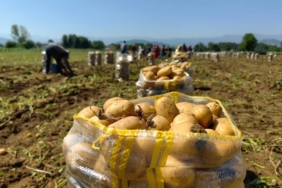 Patates ihracatı 2 ayda 114 kat arttı