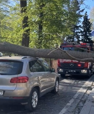 Sarıyer’de şiddetli rüzgarda ağaç otomobilin üzerine devrildi