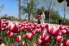 Bursa’ya lale çok yakışıyor
