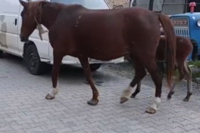 Tekirdağ’da başıboş atlar sürücülere zor anlar yaşatıyor