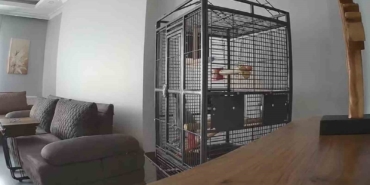 İstanbul’daki depremi hisseden papağan kafesten kurtulmaya çalıştı