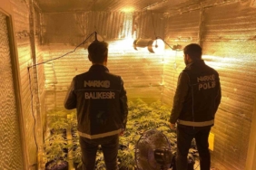 Ayvalık’ta uyuşturucu operasyonunda 28 kök kenevir ele geçirildi