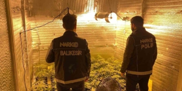 Ayvalık’ta uyuşturucu operasyonunda 28 kök kenevir ele geçirildi