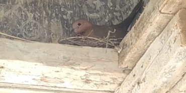 Kuş yuva yaptı, inşaat durdu