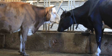 Kırmızı Et Üreticileri Birliği, Güney Amerika’dan hayvan ithalatı planlıyor