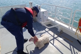 Denizde sürüklenen kuzuyu Sahil Güvenlik kurtardı