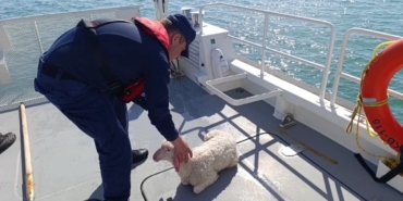 Denizde sürüklenen kuzuyu Sahil Güvenlik kurtardı