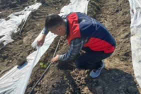 Çanakkale’de zirai donun ardından hasar tespit çalışmaları