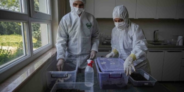 Çam ormanları terminatörlere emanet