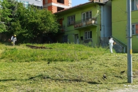 Körfez’de yabani otlarla mücadele sürüyor