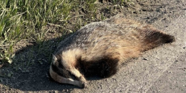 Aracın çarptığı porsuk telef oldu