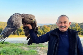 Arnavutköy’de ormanda ot toplayan vatandaş yaralı Kaya Kartalı buldu