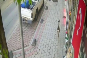 İlçe merkezine inen karaca güvenlik kamerasında