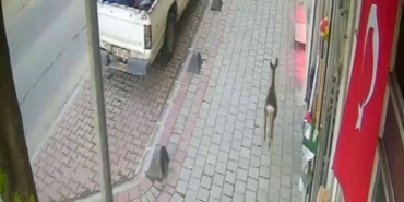 İlçe merkezine inen karaca güvenlik kamerasında