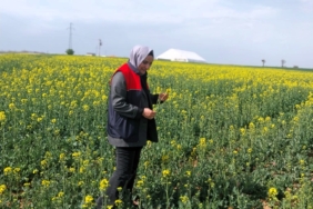 Kırklareli’nde kanola ve hububat tarlaları incelendi