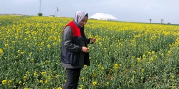 Kırklareli’nde kanola ve hububat tarlaları incelendi