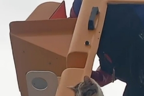 Elektrik direğinde mahsur kalan kedi kurtarıldı