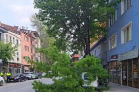 Kırılan ağaç, kamyonetin üzerine devrildi