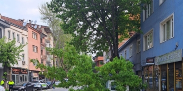 Kırılan ağaç, kamyonetin üzerine devrildi