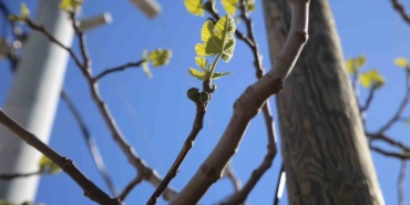 İhracatçılar "zirai don" nedeniyle karamsar değil