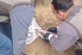 Yalova’da halde yaralı bulunan martı tedavi altına alındı
