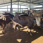 Tekirdağ’da kaçak hayvan sevkiyatına ağır ceza