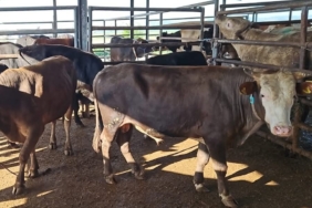 Tekirdağ’da kaçak hayvan sevkiyatına ağır ceza