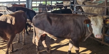 Tekirdağ’da kaçak hayvan sevkiyatına ağır ceza