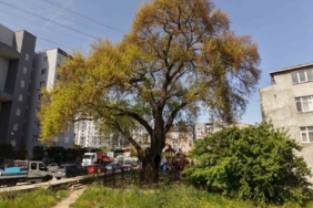 Pendik’te tarihe kök salan 400 yıllık ağaca özel bakım yapılıyor