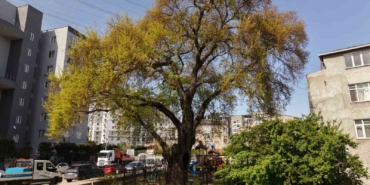 Pendik’te tarihe kök salan 400 yıllık ağaca özel bakım yapılıyor