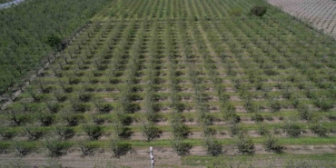 Zirai don Bursa Ovası’nda armut ve şeftaliyi teğet geçti