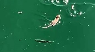 Çanakkale’de sıra dışı anlar