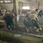 Kırklareli’nde 12 kaçak hayvan yakalandı