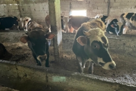 Kırklareli’nde 12 kaçak hayvan yakalandı