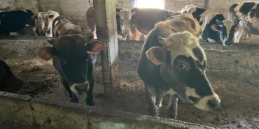 Kırklareli’nde 12 kaçak hayvan yakalandı