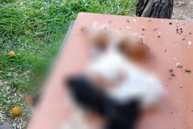 Gemlik’te yavru kediler katledildi