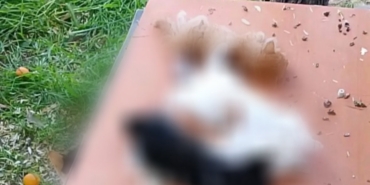 Gemlik’te yavru kediler katledildi