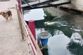 Su kanalına düşen köpek kurtarıldı