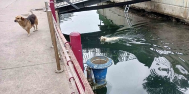 Su kanalına düşen köpek kurtarıldı