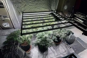 Tekirdağ’da jandarmadan skunk serasına baskın: 1 gözaltı