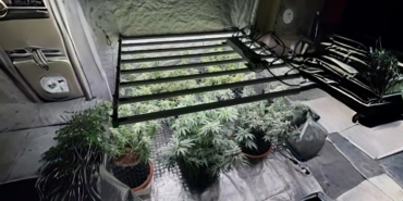 Tekirdağ’da jandarmadan skunk serasına baskın: 1 gözaltı