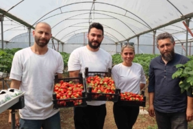 Yalova’da topraksız tarım serasında çilek üretimine başlandı