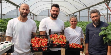 Yalova’da topraksız tarım serasında çilek üretimine başlandı