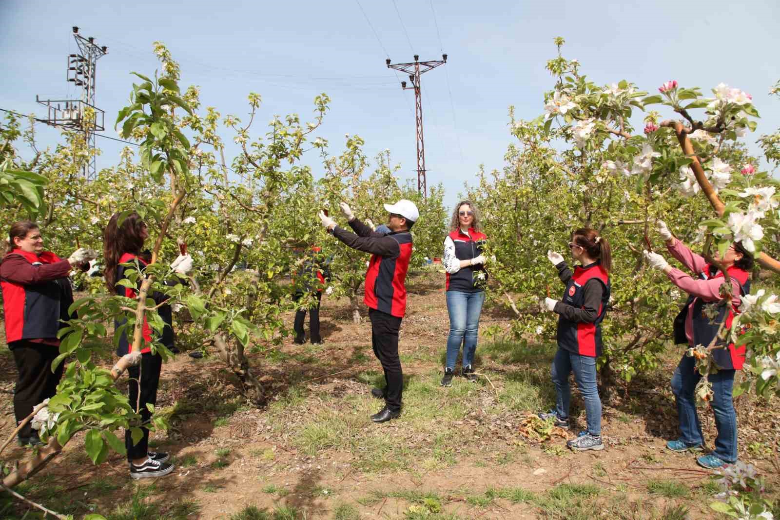 Çanakkale’de Elma İç Kurduna Karşı Biyoteknik Mücadele Yaygınlaşıyor
