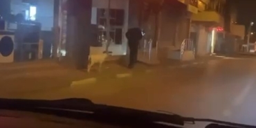 Ne kedi, ne köpek.. Eğittiği kuzusunu dolaşmaya çıkardı