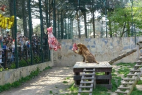 Çekmeköy Hayvanat Bahçesi’nde kaplan Kimbo ve Çilek’e 6. yaş günü sürprizi