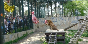 Çekmeköy Hayvanat Bahçesi’nde kaplan Kimbo ve Çilek’e 6. yaş günü sürprizi