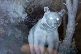 Erdek’te ayılar arı kovanlarına zarar verdi