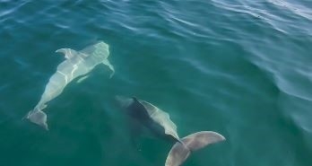 Tekirdağ’da balıkçı teknesine yunus sürprizi