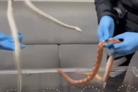 Sarıyer’de polisin durdurduğu araçtan zehirli yılanlar çıktı